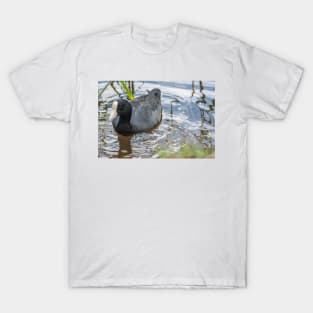 Hawaiian coot 3 T-Shirt